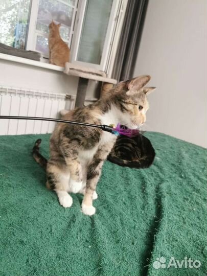 Бусинка ищет свой дом