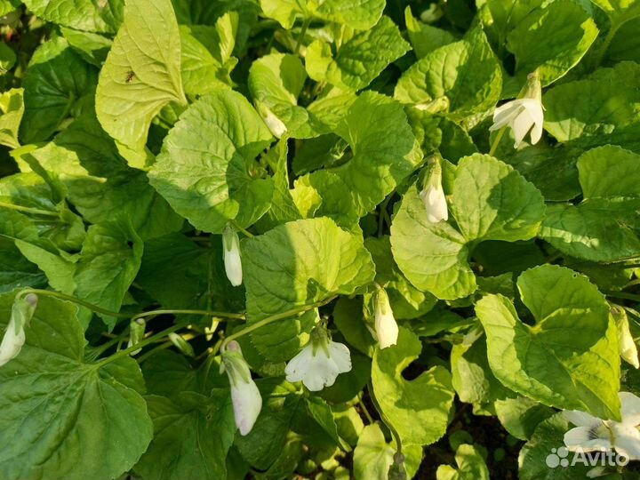 Весенние многолетники