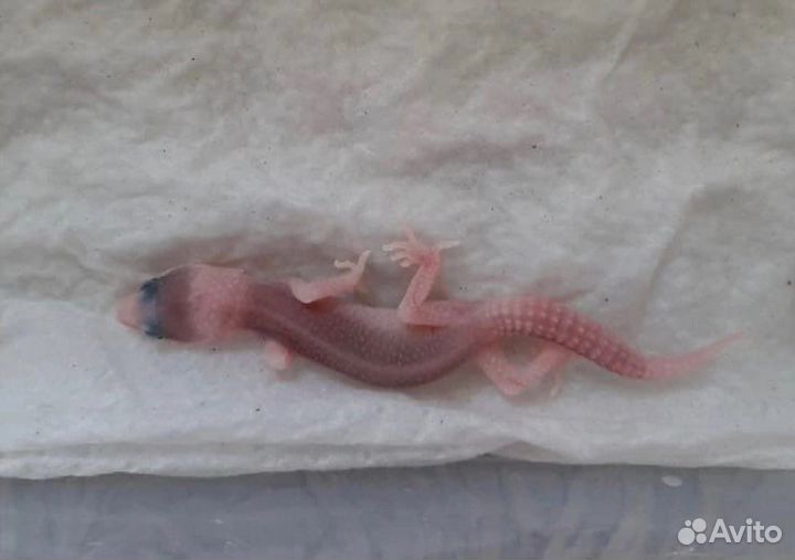 Геккон эублефар