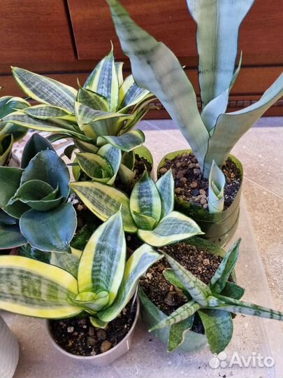 Сансевиерия сортовая