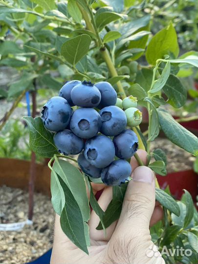 Кусты голубики, кислый торф