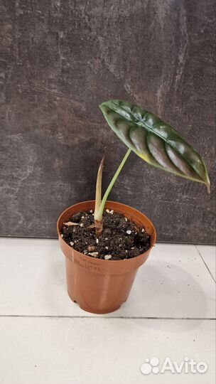 Монстера Лирата Алоказия Пеперомия Сингониум