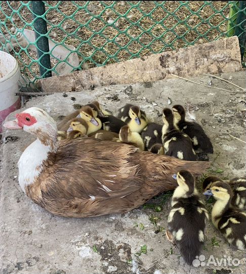 Утята мускусной утки (индоутки)