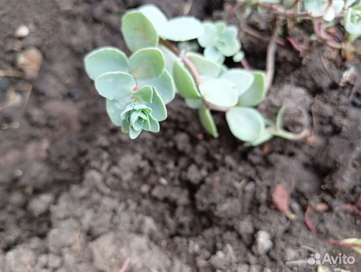 Очиток эверса