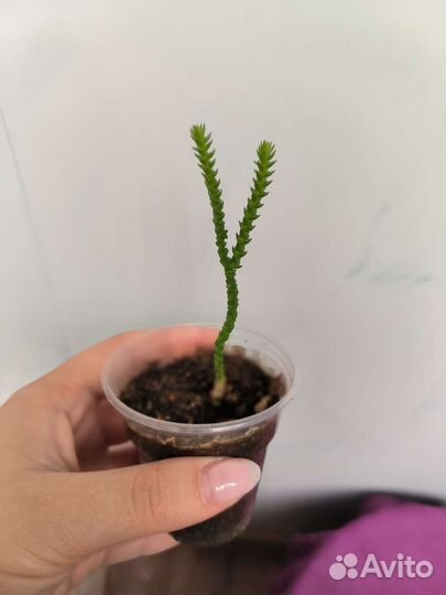 Суккуленты, крассула, педилантус