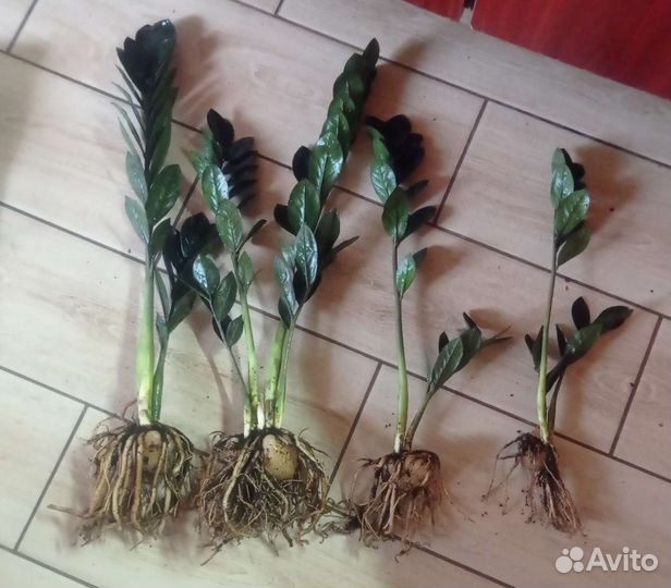 Замиокулькас равен