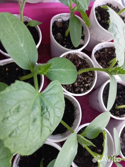 Рассада помидор и огурцов