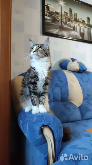 Кошки мейн-кун