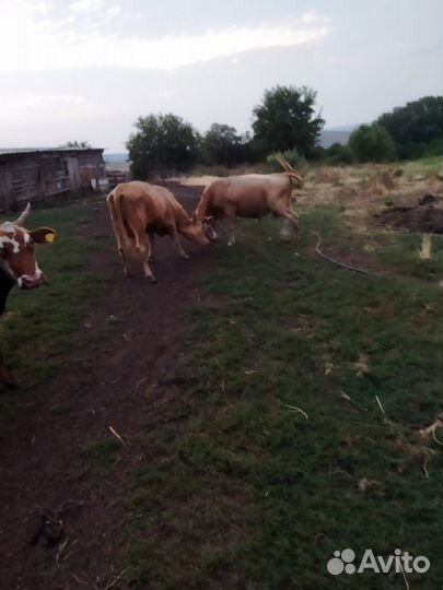 Быки на откорм