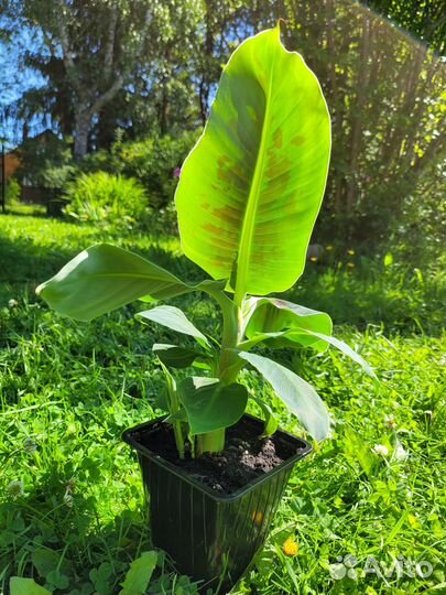 Комнатный банан, плодовый