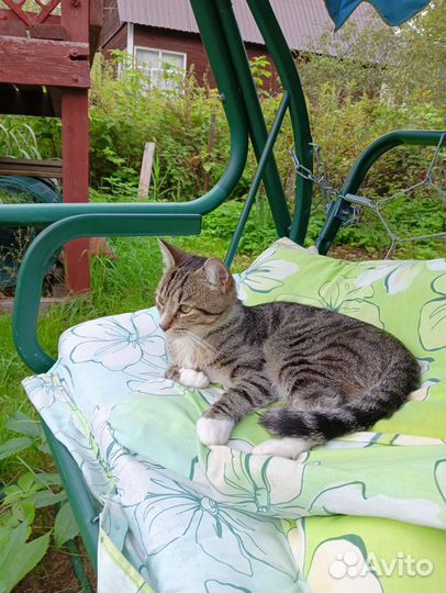 Котики бесплатно в добрые руки