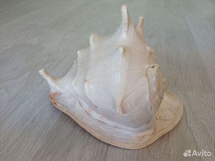 Большая морская раковина