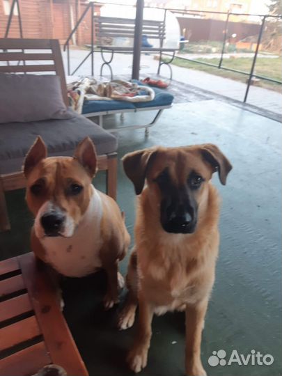 Две собаки в одни руки