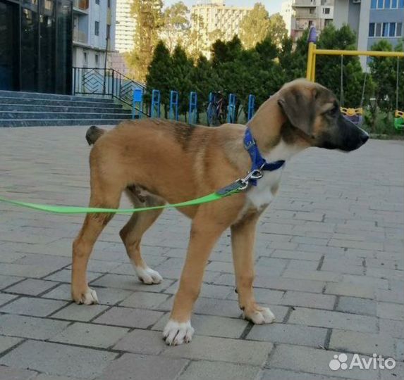 Чудо щенок
