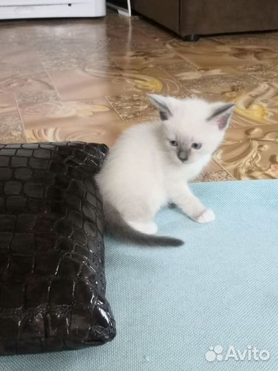 Котята, возраст 1 месяц