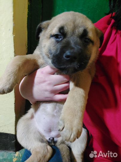 Щеночки в добрые руки