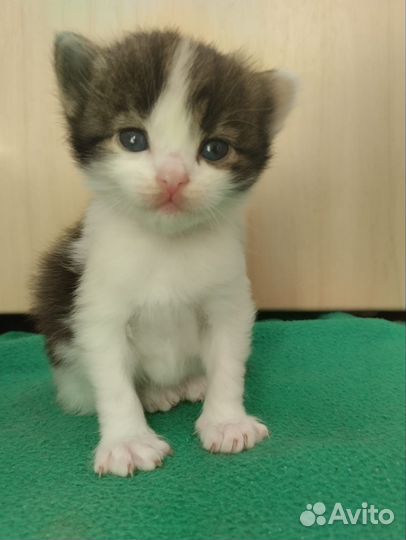 Кошка в дар сибирская