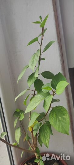 Гибискус китайская роза