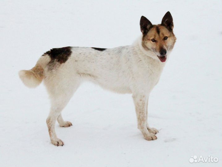 Собака для охраны