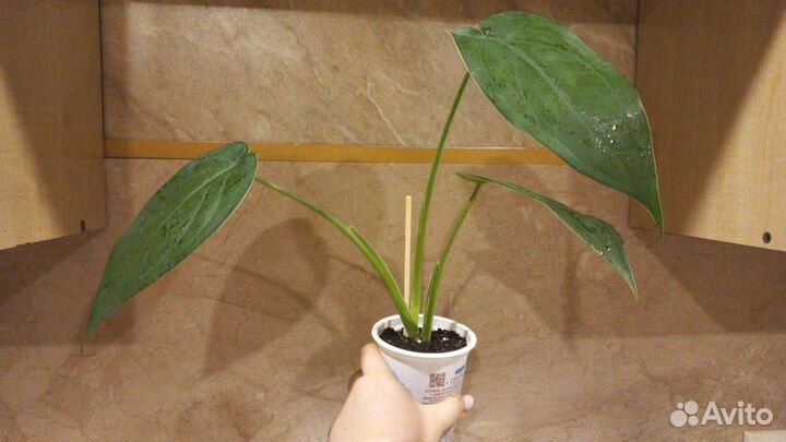 Сингониум макрофилум