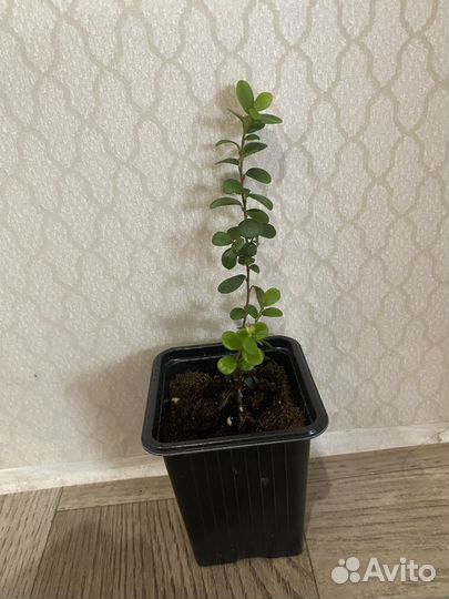 Мирт (Мирсина Африканская)