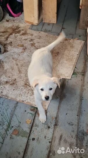 Щенки самой умной породы