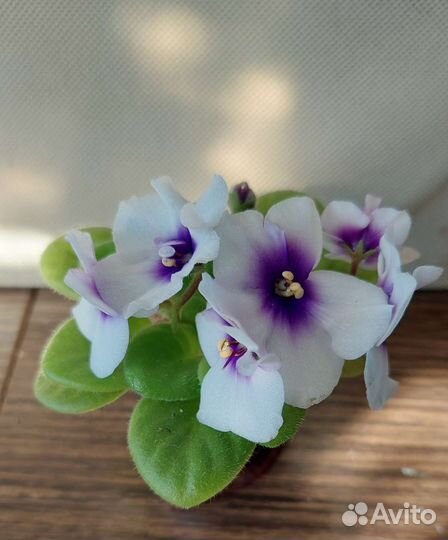 Фиалки сортовые