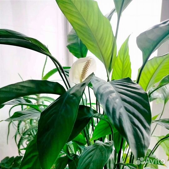 Спатифиллум Свит Лауретта (Женское счастье)