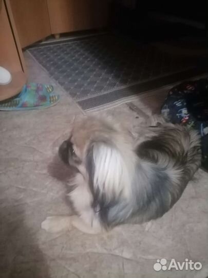 Вязка пекинес