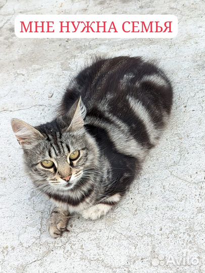 Кошка эльза,1год, стерилиз., голуб. мрамор. окраса