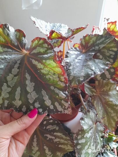 Бегонии декоративно лиственные