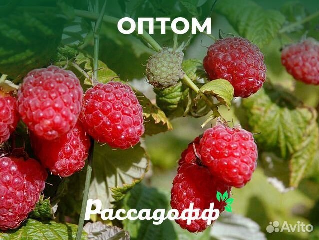 Саженцы малины. Зимостойкие сорта