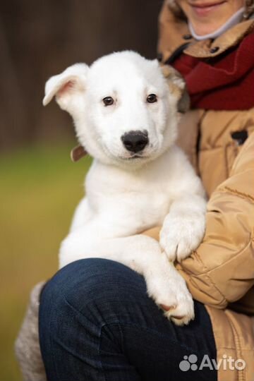 Ищет дом очаровательный блондин Бони