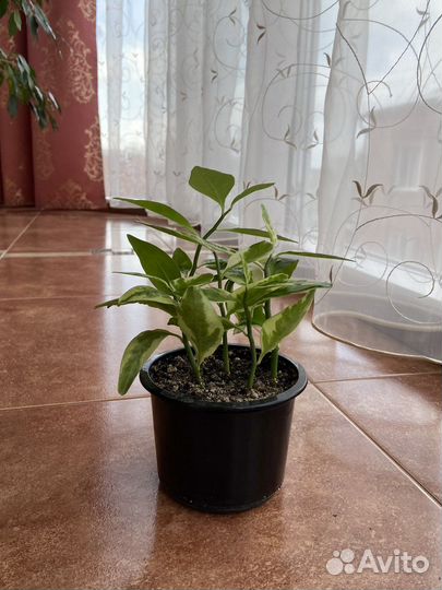 Комнатные растения цветы педилантус