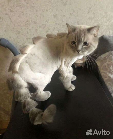 Стрижка кошек и котов, груминг, чистка ушей