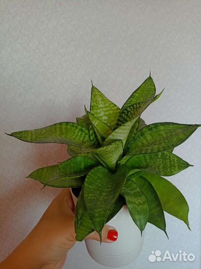 Сансевиерия Филиппин