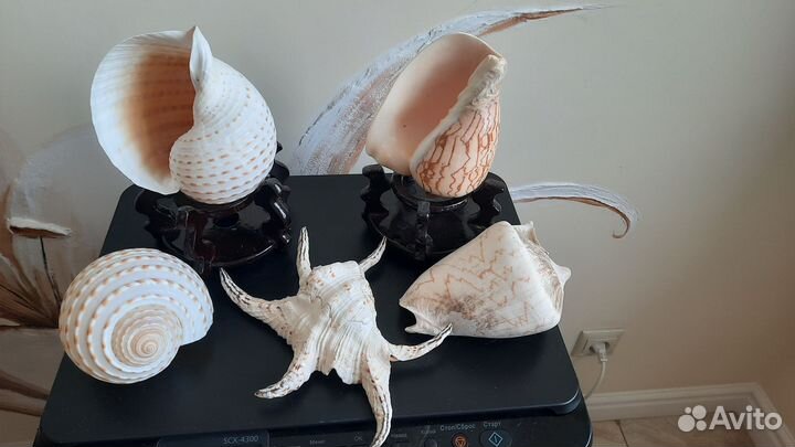 Морские раковины