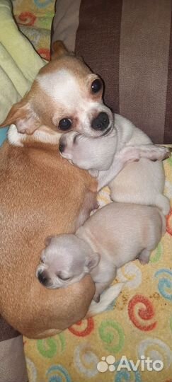 Щенки чихуахуа