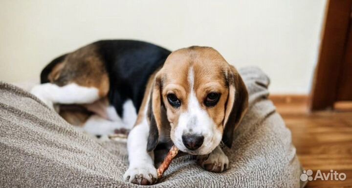 Лакомства для собак