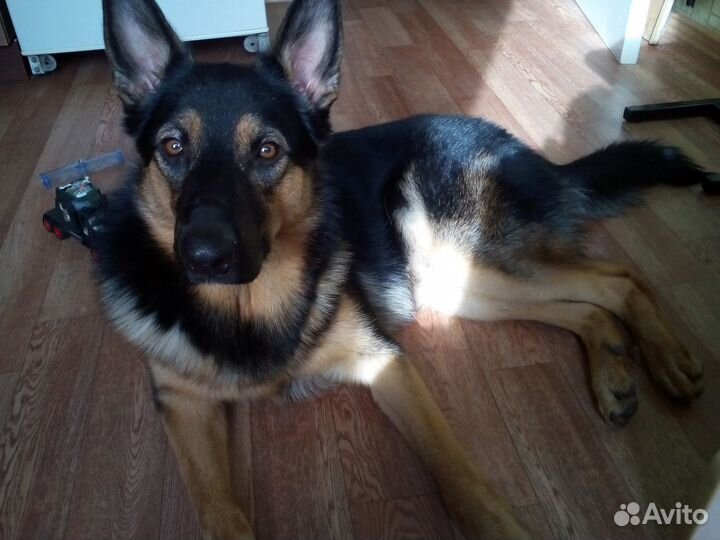 Немецкая овчарка