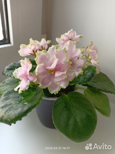 Фиалка сортовая