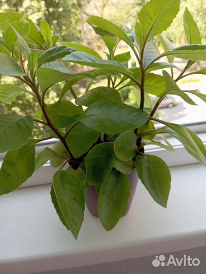 Джинура листья бога