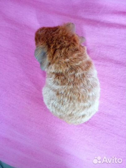 Морские свинки американский тедди девочки