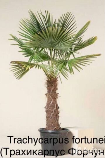 Пальма Трахикарпус