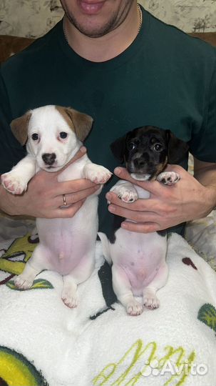 Щенки джек рассел терьер