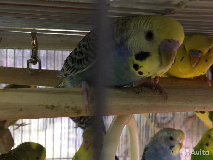 Попугаи молодь