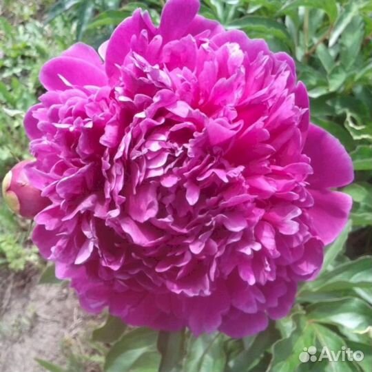 Пионы саженцы Феликс Краусс