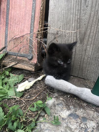 Котята 2 месяца в добрые руки