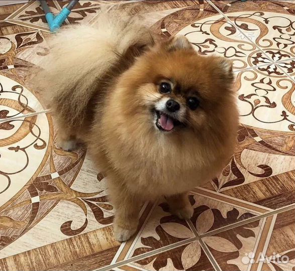 Померанский шпиц мини