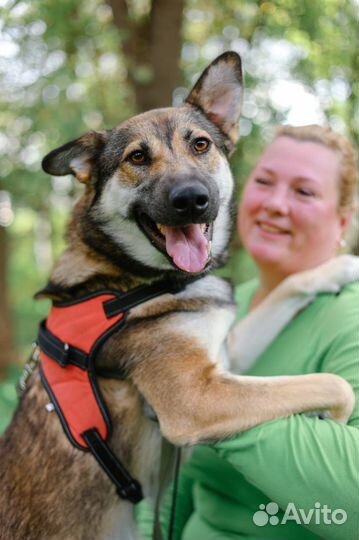 Собака ласковая Умка ищет семью